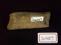 藏品(鹿角)的圖片